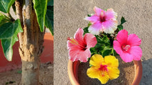White Maroon Hibiscus Seeds (Hibiscus syriacus) for seasonal color across the ornamental garden and seasonal color accents