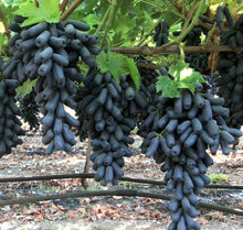 Finger Grape Seeds (Vitis vinifera) for a homegrown harvest from the Bonsai Fruit Garden