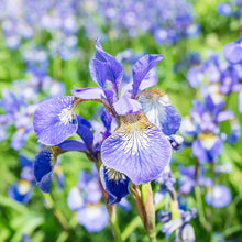 Iris Seeds (Sibirica water) for growers filling out the Iris edge flower bed