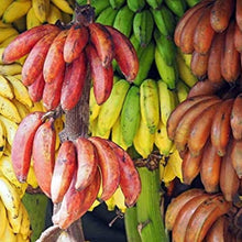 Mixed Banana Seeds (Musa spp.) for growers planting the Tropical Garden