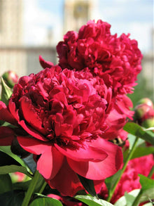 Peony Seeds (Paeonia lactiflora) for a lasting display in the backyard gardening and borders