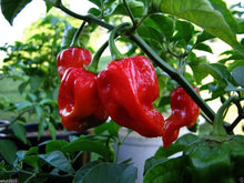 Giant Hot Habanero Pepper Seeds (Capsicum chinense) for a fresh homegrown crop from the Spicy Garden Planting