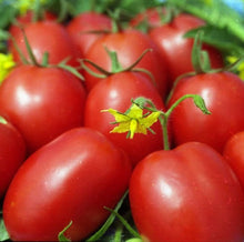 La Roma III Hybrid Tomato Seeds (Solanum lycopersicum) for growers stocking the home paste tomato gardens