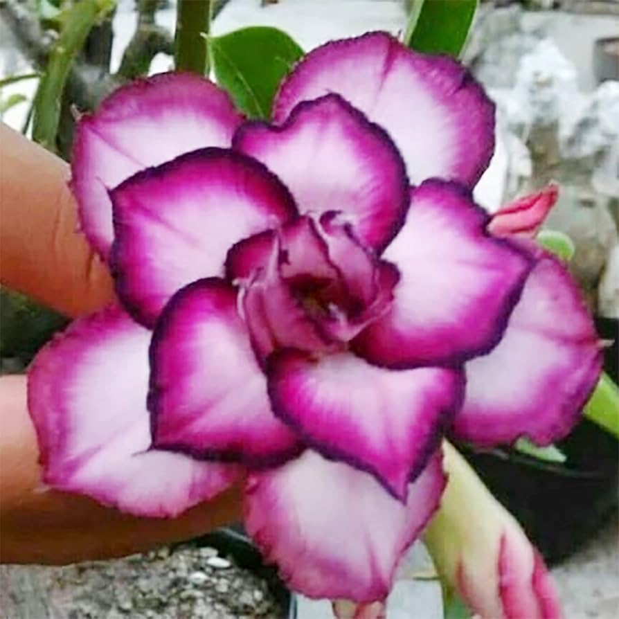 Desert Rose Adenium Obesum White Purple Flower Seeds for Planting – Perfect for Balcony Garden and Indoor Containers