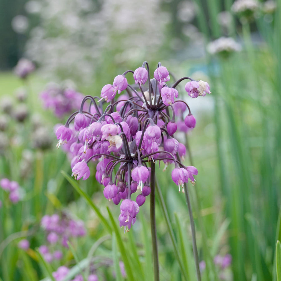 Nodding Onion ��������� Allium cernuum ��������� for planting in flower bed