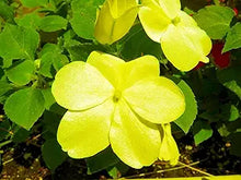 Yellow Impatiens Seeds (Impatiens walleriana) for a bright addition to the shaded balcony or indoor gardens
