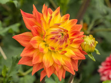 Mixed Dahlia Seeds (Dahlia pinnata) for a colorful addition to any planting