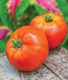 Moonglow Tomato Seeds (Solanum lycopersicum) for productive rows in the Vegetable Patch