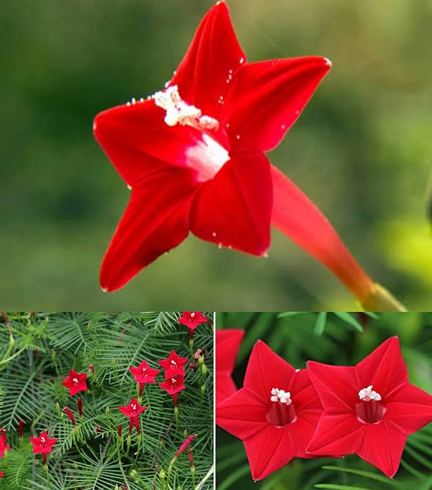 Drought-resistant red flower cypress seeds