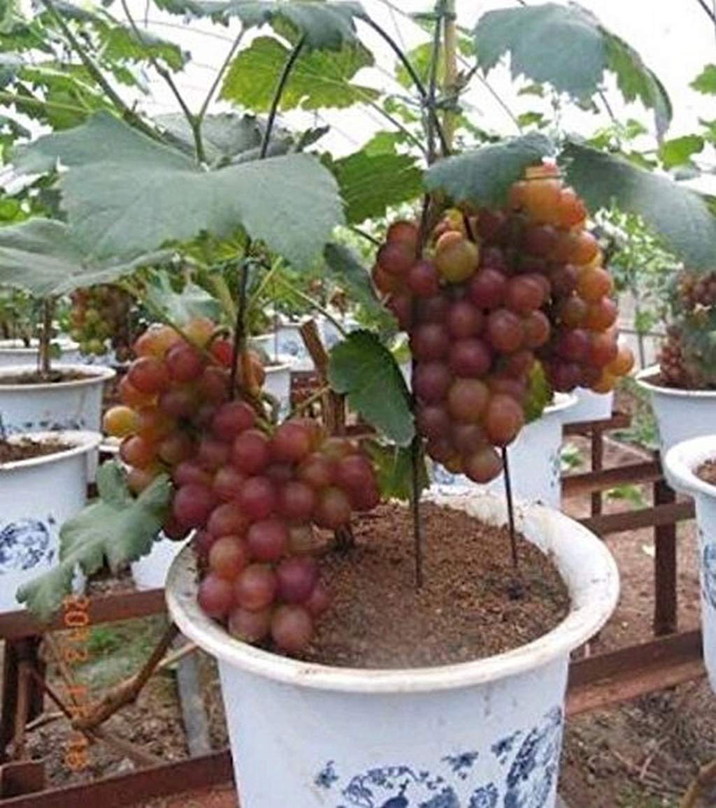 Miniature Grape Vine Vitis vinifera for planting in bonsai pot