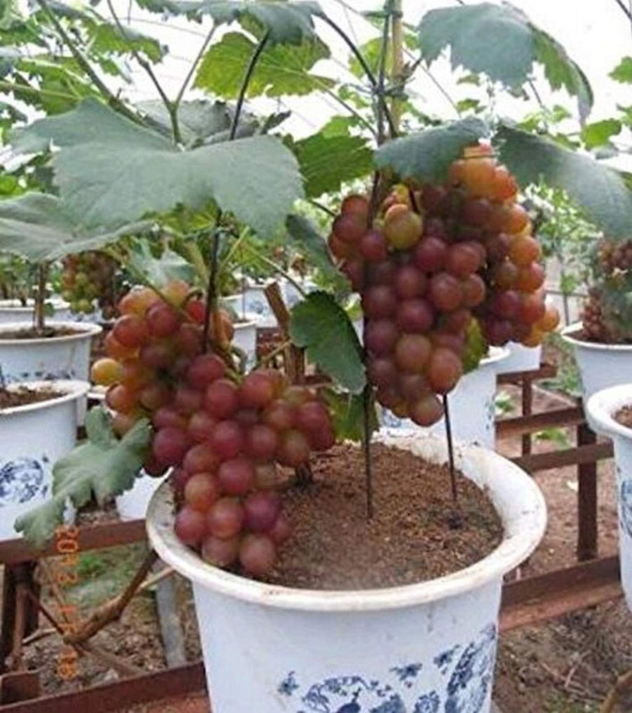 Miniature Grape Vine Vitis vinifera for planting in bonsai pot