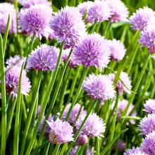 Fine Chives Seeds (Allium schoenoprasum) for cooks growing the Herb Garden
