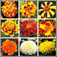 Mixed Marigold Tagetes spp for planting in garden