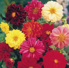 Dahlia Unwins Mix Seeds for a colorful addition to any planting