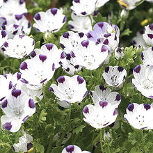 Five Spot Seeds (Nemophila maculata) for colorful blooms in the backyard garden beds or spring flower mixes