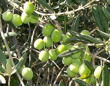Olive Tree Seeds for growers establishing the Mediterranean Garden