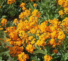 Siberian Wallflower Seeds (Cheiranthus allionii) for a bright addition to the Rock Border Beds