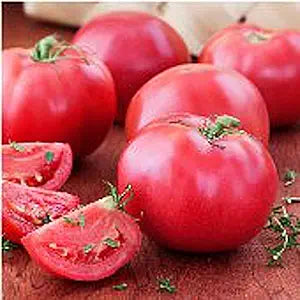 Bradley Tomato – Solanum lycopersicum for planting in garden