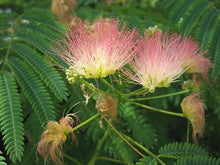 Albizia Seeds for long-term planting in the yard
