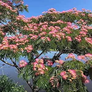 Albizia Flower Seeds â€“ Silk Tree Blossoms with Feathery Pink Blooms