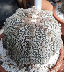 Astrophytum Super-KABUTO REDFlowers Seeds (Kakteen exotischer) for growers seeking a long-blooming display