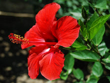 Star Hibiscus Seeds (Hibiscus rosa-sinensis) for a bright addition to the Flower Bed