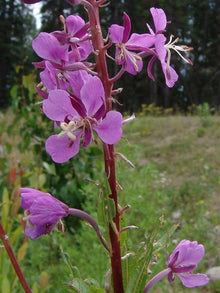 Epilobium Angustifolium Willowherb Seeds for colorful blooms in the Wildflower Perennial Garden