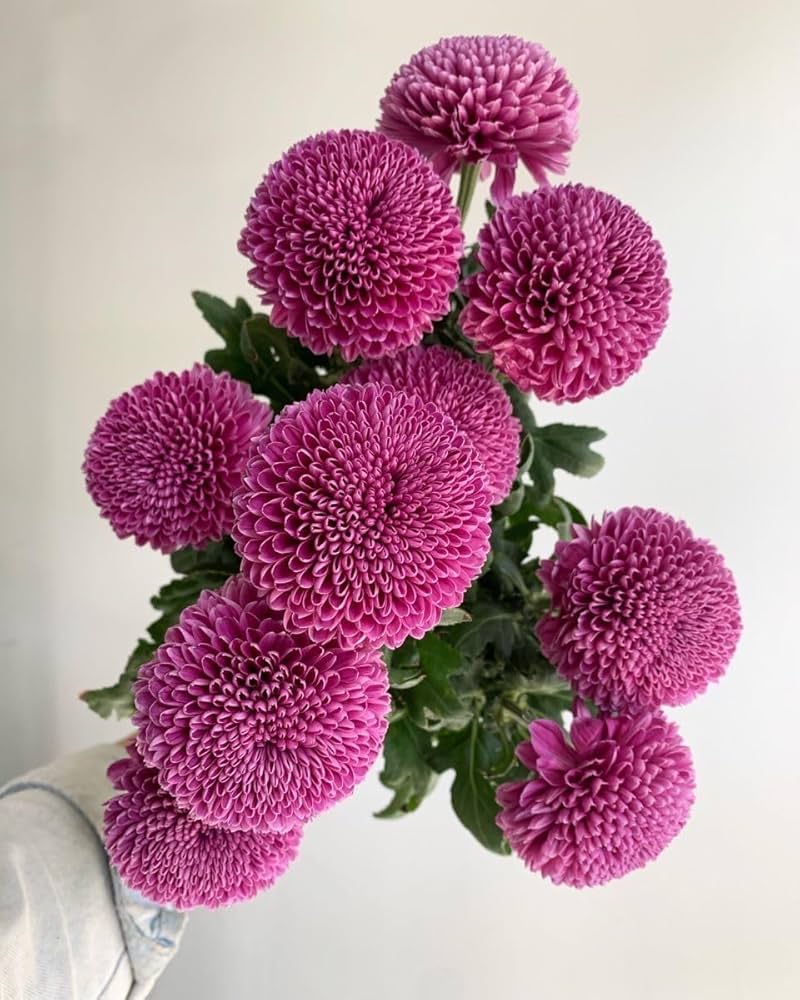 Multicolor Chrysanthemum Chrysanthemum Morifolium Seeds for long-term planting in the Bonsai Perennial Beds