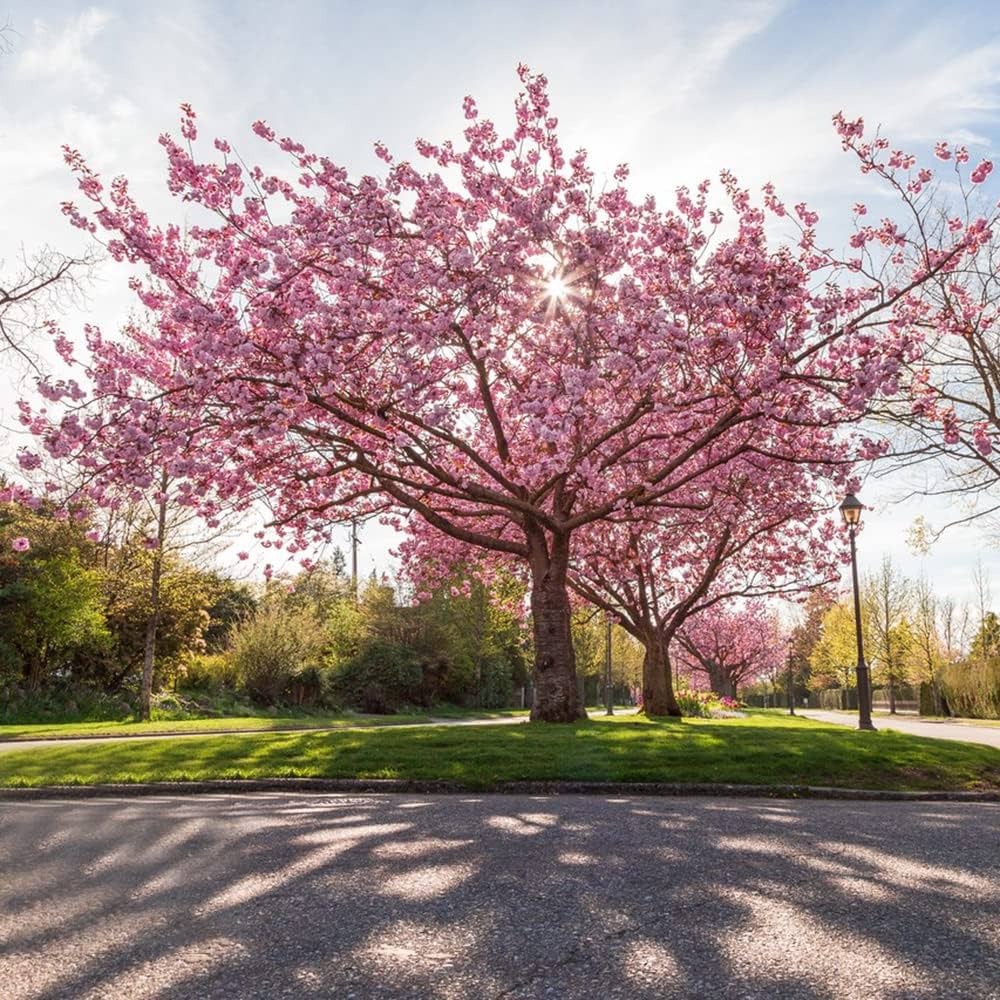 Sakura Bonsai Cherry Blossom Seeds