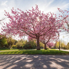 Sakura Bonsai Cherry Blossom Seeds