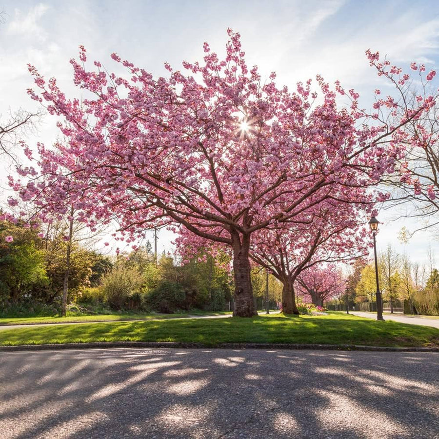 Sakura Bonsai Cherry Blossom Seeds