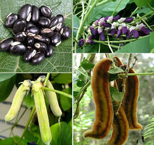 Mucuna Mucuna Pruriens Red Seeds for seasonal color across the Vertical Trellis Growth
