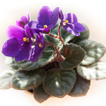 African Violet Seeds valued for indoor Bonsai & Beautiful Flowers