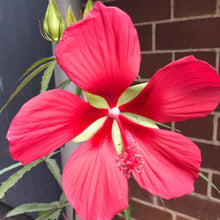Texas Star Hibiscus Seeds for gardeners building out beds and borders