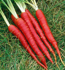 Sweet Organic Carrot Seeds – Daucus carota – organic garden planting