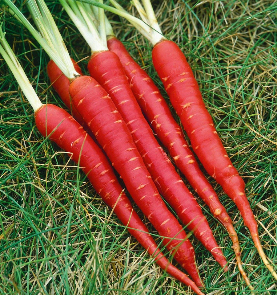 Sweet Organic Carrot Seeds – Daucus carota – organic garden planting