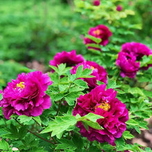 Indoor Chinese Peony Seeds (Paeonia suffruticosa) for long-term planting in the Patio Garden Decoration