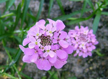 Candytuft Mix  Iberis umbellata  for home garden borders