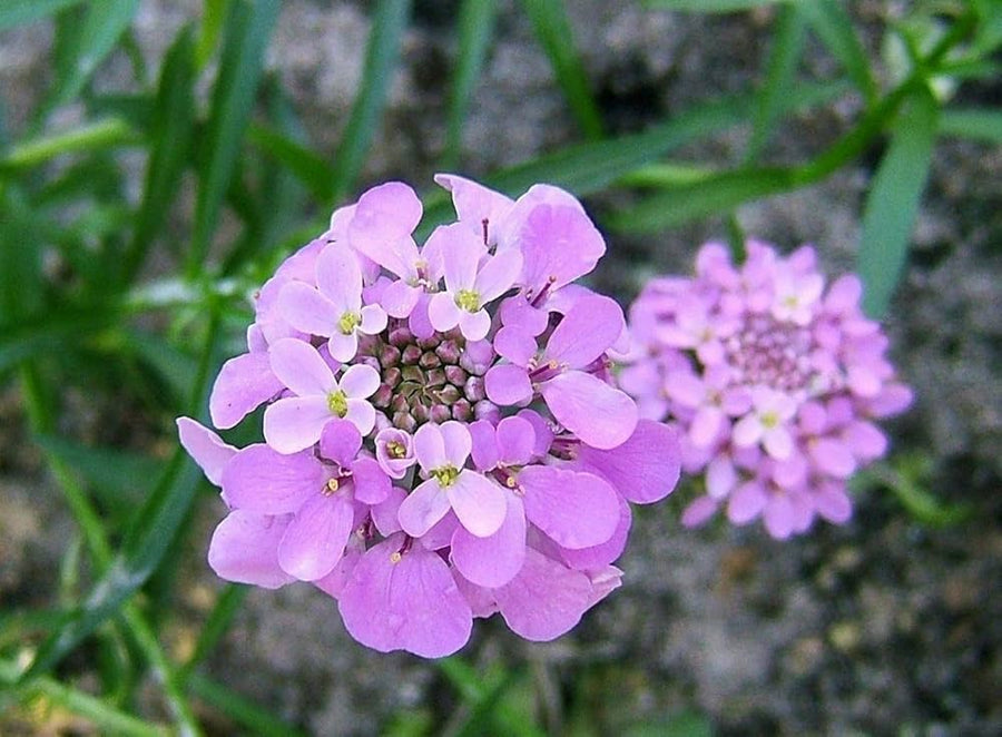 Candytuft Mix  Iberis umbellata  for home garden borders