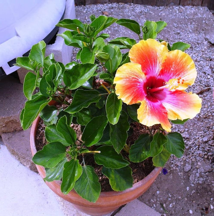 Hibiscus Hibiscus Rosa-Sinensis Flower Seeds for Planting – Classic Variety for Home Garden and Decorative Use