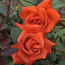 Rainbow Rose Rosa hybrida clear flower seeds for decorative home garden planting - for planting in home garden