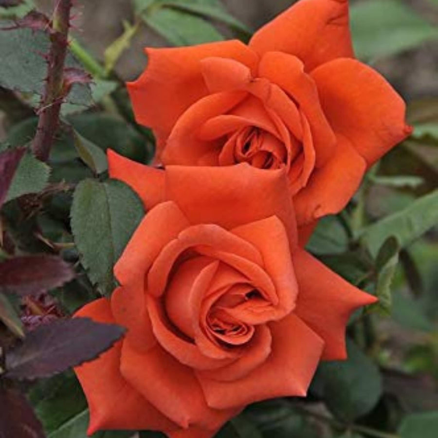 Rainbow Rose Rosa hybrida clear flower seeds for decorative home garden planting - for planting in home garden
