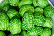 Melothria Scabra Mouse Melon Seeds for growers stocking a kitchen garden