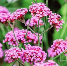 Heirloom Blue Vervain Verbena Seeds for a bright addition to the Beautiful Garden Flower Displays