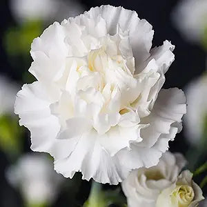 Superbus White Carnation Flower Seeds â€“ Pure White Ruffled Flowers with Classic Charm