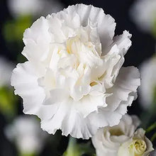 Superbus White Carnation Flower Seeds â€“ Pure White Ruffled Flowers with Classic Charm