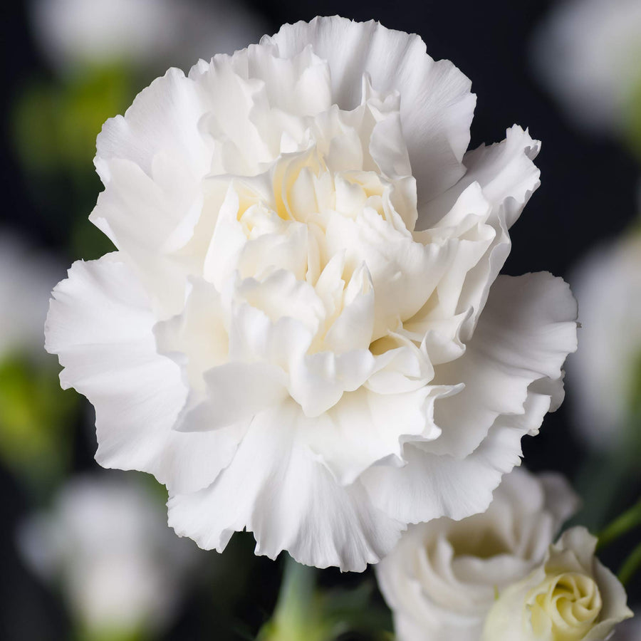 White Carnation  Dianthus caryophyllus  garden planting seeds