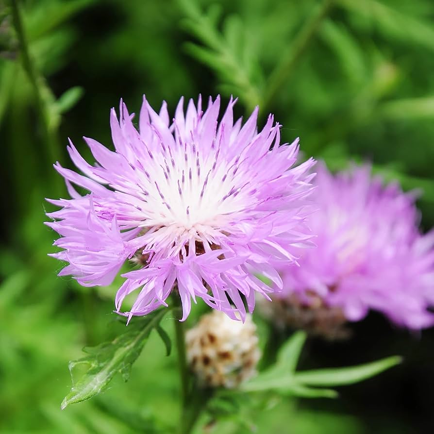 White centaurea flower Centaurea cyanus aloha blanca annual seeds for planting in garden beds or balcony pots