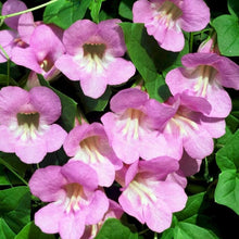 Asarina Scandens Mix - Climbing Snapdragon Annual Perennial Seeds for training up trellises and fences