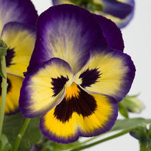 Pansy Viola Tricolor Mini Seeds for seasonal color across the Container Gardens